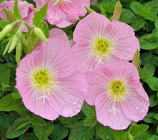 Showy Pink Evening Primrose Seeds - Oenothera Speciosa - Perennial Flower - 100 Seeds - Image 1