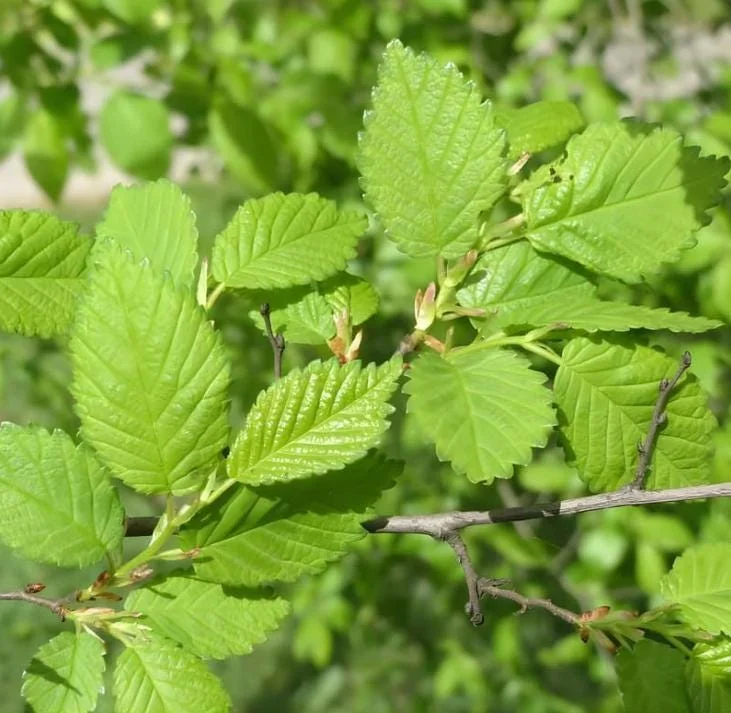 Siberian Elm Bare Root Tree - 2 Pack, Cold Hardy, Fast Growing, 6-12 Inch Tall Siberian Elm Bare Root Tree - 2 Pack, Cold Hardy, Fast Growing, 6-12 Inch Tall - Image 2