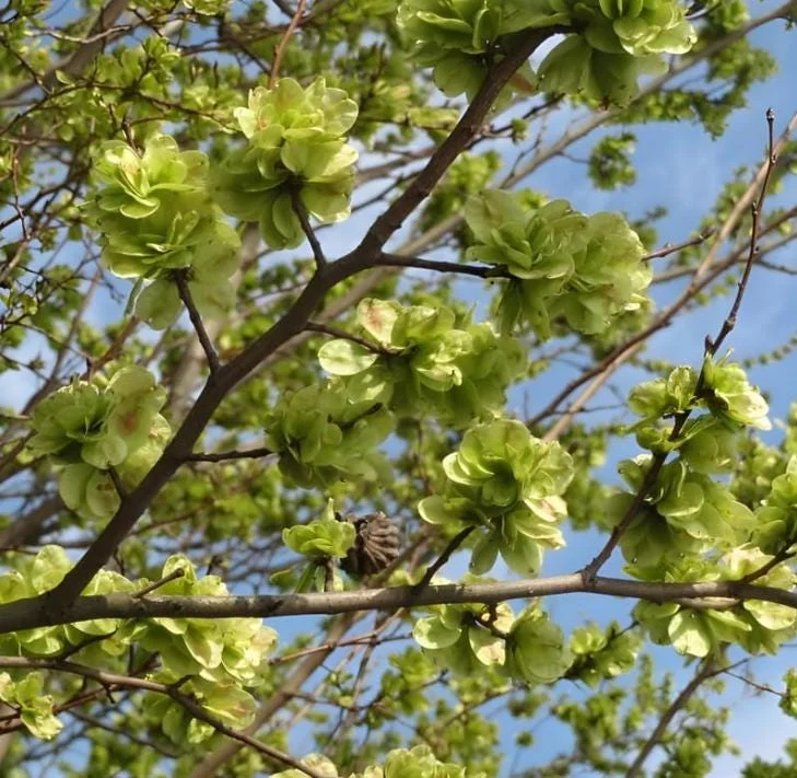 Siberian Elm Bare Root Tree - 2 Pack, Cold Hardy, Fast Growing, 6-12 Inch Tall Siberian Elm Bare Root Tree - 2 Pack, Cold Hardy, Fast Growing, 6-12 Inch Tall - Image 3