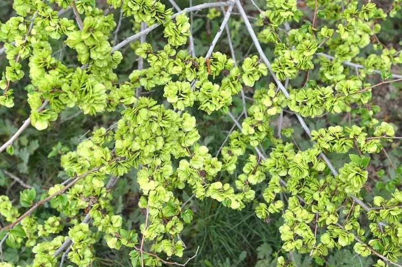 Siberian Elm Bare Root Tree - 2 Pack, Cold Hardy, Fast Growing, 6-12 Inch Tall Siberian Elm Bare Root Tree - 2 Pack, Cold Hardy, Fast Growing, 6-12 Inch Tall - Image 1