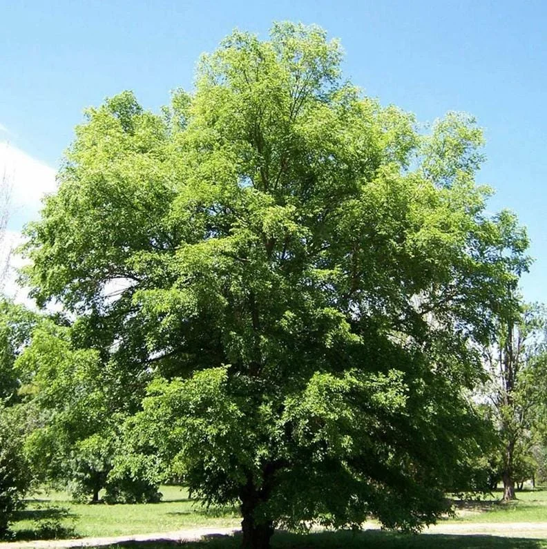 Siberian Elm Bare Root Tree - 2 Pack, Cold Hardy, Fast Growing, 6-12 Inch Tall Siberian Elm Bare Root Tree - 2 Pack, Cold Hardy, Fast Growing, 6-12 Inch Tall - Image 4