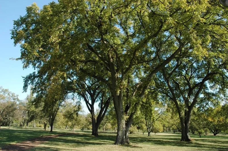 Siberian Elm Bare Root Tree - 2 Pack, Cold Hardy, Fast Growing, 6-12 Inch Tall Siberian Elm Bare Root Tree - 2 Pack, Cold Hardy, Fast Growing, 6-12 Inch Tall - Image 5