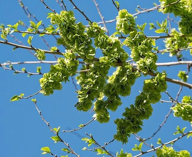 Siberian Elm Bare Root Tree - 2 Pack, Cold Hardy, Fast Growing, 6-12 Inch Tall Siberian Elm Bare Root Tree - 2 Pack, Cold Hardy, Fast Growing, 6-12 Inch Tall - Image 6