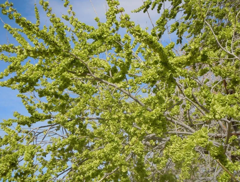 Siberian Elm Bare Root Tree - 2 Pack, Cold Hardy, Fast Growing, 6-12 Inch Tall Siberian Elm Bare Root Tree - 2 Pack, Cold Hardy, Fast Growing, 6-12 Inch Tall - Image 7