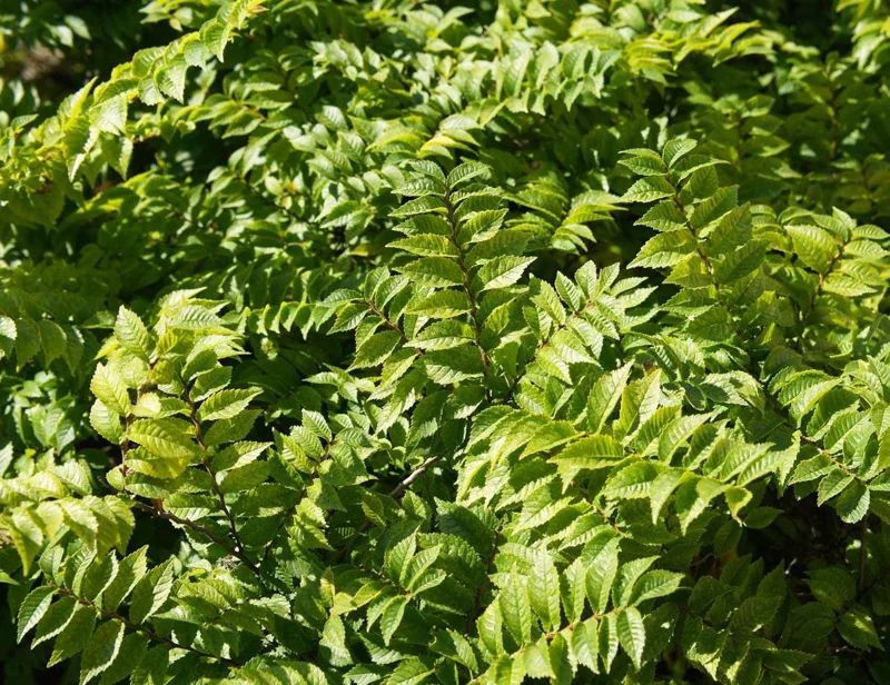 Siberian Elm Bare Root Tree - 2 Pack, Cold Hardy, Fast Growing, 6-12 Inch Tall Siberian Elm Bare Root Tree - 2 Pack, Cold Hardy, Fast Growing, 6-12 Inch Tall - Image 8