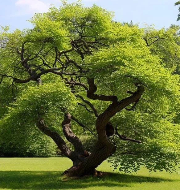 Siberian Elm Tree Seedlings – 5 Bare Roots – 1-2ft Tall – Outdoor Siberian Elm Tree Seedlings – 5 Bare Roots – 1-2ft Tall – Outdoor - Image 2