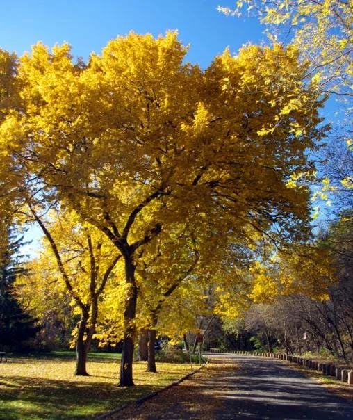 Siberian Elm Tree Seedlings – 5 Bare Roots – 1-2ft Tall – Outdoor Siberian Elm Tree Seedlings – 5 Bare Roots – 1-2ft Tall – Outdoor - Image 1