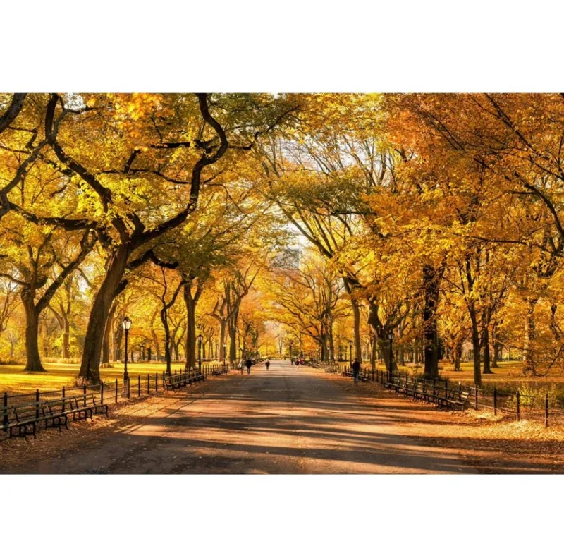 Siberian Elm Tree Seedlings – 5 Bare Roots – 1-2ft Tall – Outdoor Siberian Elm Tree Seedlings – 5 Bare Roots – 1-2ft Tall – Outdoor - Image 4