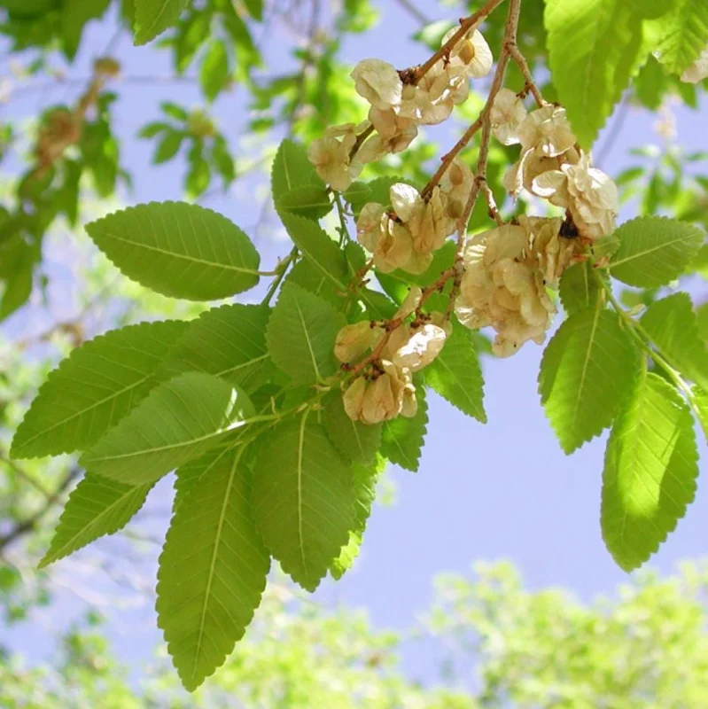 Siberian Elm Tree Seedlings – 5 Bare Roots – 1-2ft Tall – Outdoor Siberian Elm Tree Seedlings – 5 Bare Roots – 1-2ft Tall – Outdoor - Image 5