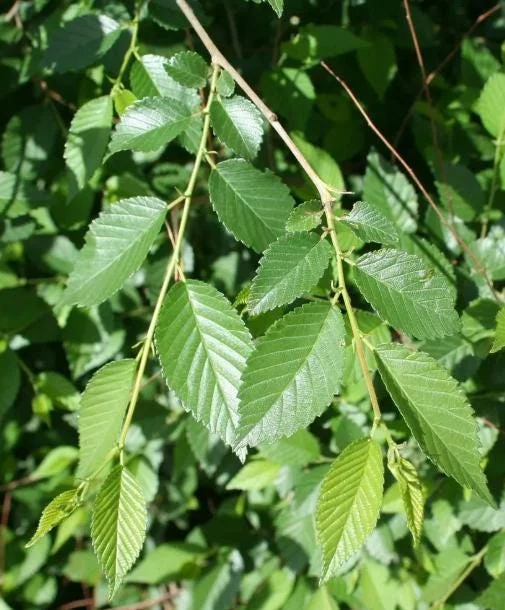 Siberian Elm Tree Seedlings – 5 Bare Roots – 1-2ft Tall – Outdoor Siberian Elm Tree Seedlings – 5 Bare Roots – 1-2ft Tall – Outdoor - Image 6