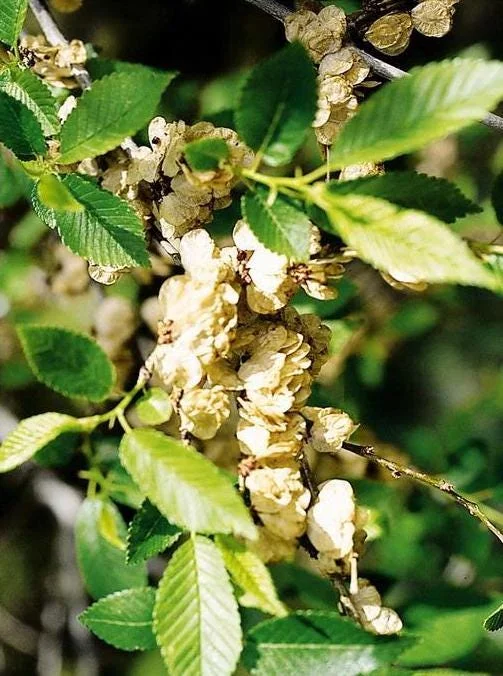 Siberian Elm Tree Seedlings – 5 Bare Roots – 1-2ft Tall – Outdoor Siberian Elm Tree Seedlings – 5 Bare Roots – 1-2ft Tall – Outdoor - Image 7