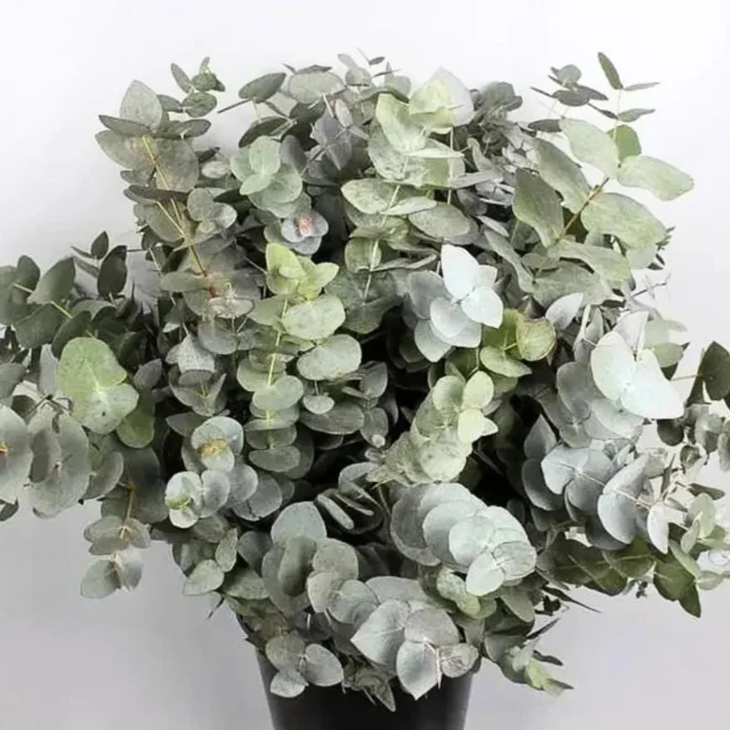 Silver Dollar Eucalyptus Live Plant - 2-4 Inch Tall Seedlings for Containers Silver Dollar Eucalyptus Live Plant - 2-4 Inch Tall Seedlings for Containers - Image 10