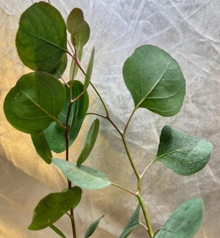 Silver Dollar Eucalyptus Live Plant - 2-4 Inch Tall Seedlings for Containers - Image 2