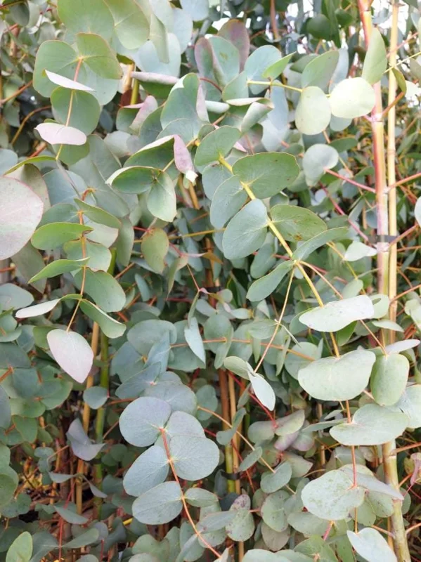 Silver Dollar Eucalyptus Live Plant - 2-4 Inch Tall Seedlings for Containers Silver Dollar Eucalyptus Live Plant - 2-4 Inch Tall Seedlings for Containers - Image 4