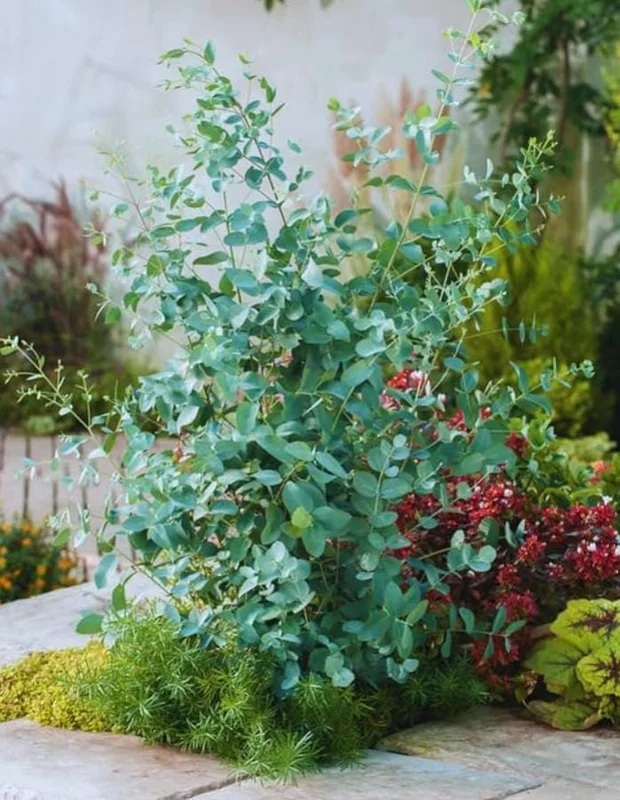 Silver Dollar Eucalyptus Live Plant - 2-4 Inch Tall Seedlings for Containers Silver Dollar Eucalyptus Live Plant - 2-4 Inch Tall Seedlings for Containers - Image 5