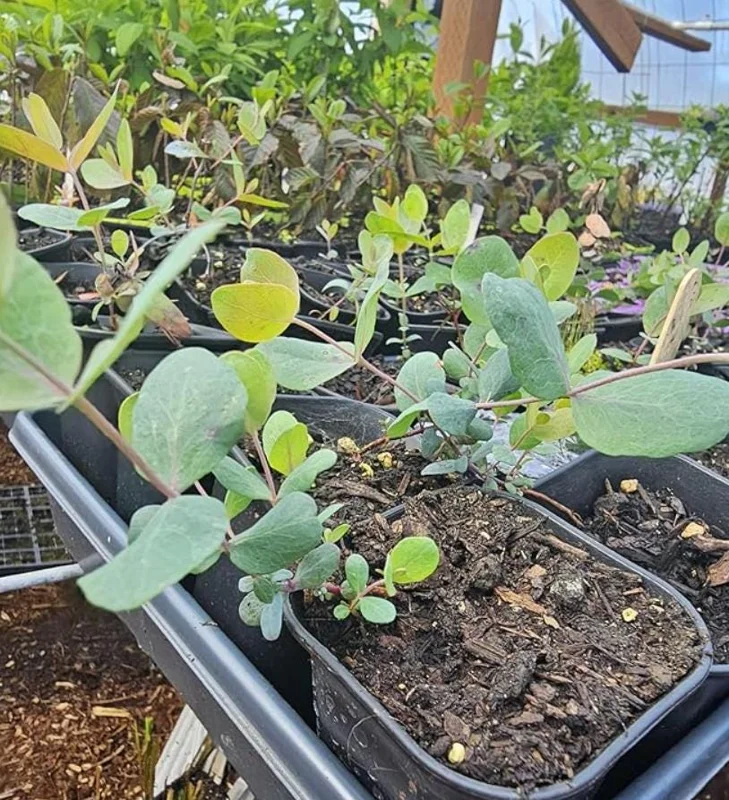 Silver Dollar Eucalyptus Live Plant - 2-4 Inch Tall Seedlings for Containers Silver Dollar Eucalyptus Live Plant - 2-4 Inch Tall Seedlings for Containers - Image 6