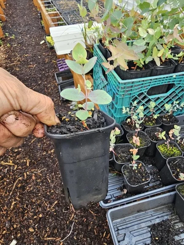 Silver Dollar Eucalyptus Live Plant - 2-4 Inch Tall Seedlings for Containers Silver Dollar Eucalyptus Live Plant - 2-4 Inch Tall Seedlings for Containers - Image 7