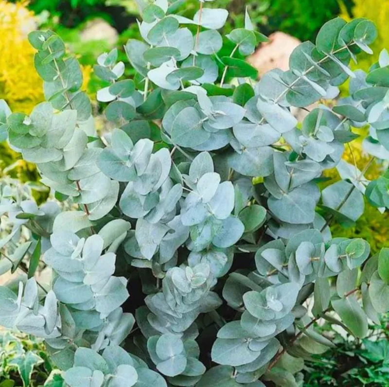 Silver Dollar Eucalyptus Live Plant - 2-4 Inch Tall Seedlings for Containers Silver Dollar Eucalyptus Live Plant - 2-4 Inch Tall Seedlings for Containers - Image 8