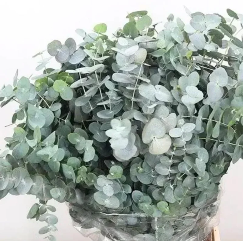 Silver Dollar Eucalyptus Live Plant - 2-4 Inch Tall Seedlings for Containers Silver Dollar Eucalyptus Live Plant - 2-4 Inch Tall Seedlings for Containers - Image 9