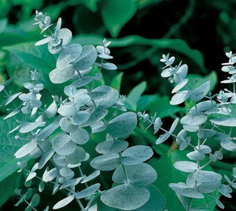 Silver Dollar Eucalyptus Live Plant - 2-4 Inch Tall Seedlings for Containers - Image 1