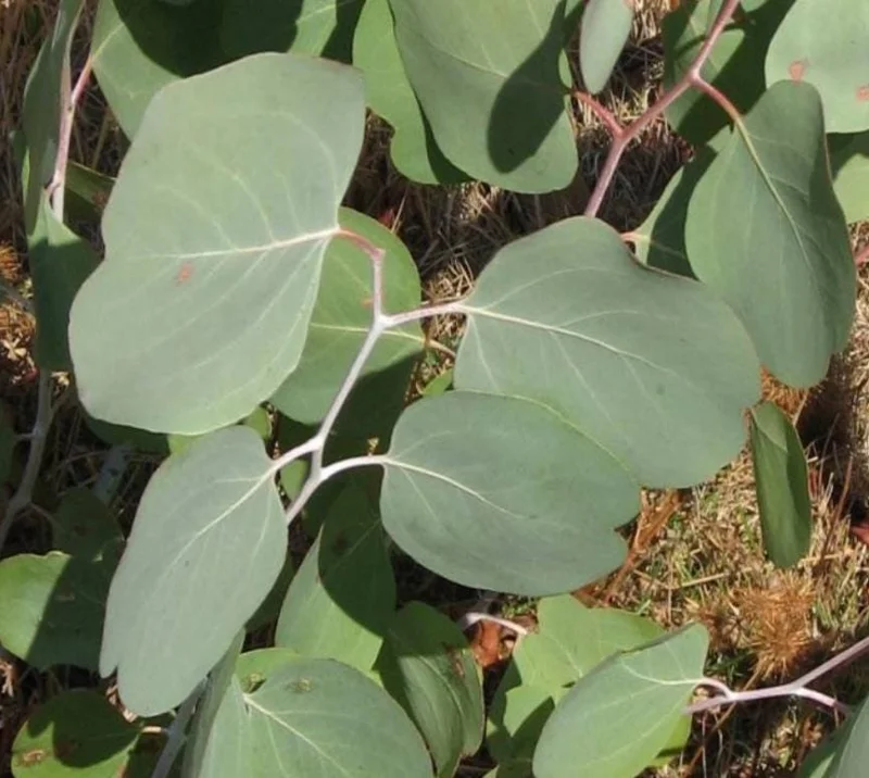 Silver Dollar Eucalyptus Live Plant – 5 Inch Pot – Aromatic Foliage Tree – Outdoor Silver Dollar Eucalyptus Live Plant – 5 Inch Pot – Aromatic Foliage Tree – Outdoor - Image 2