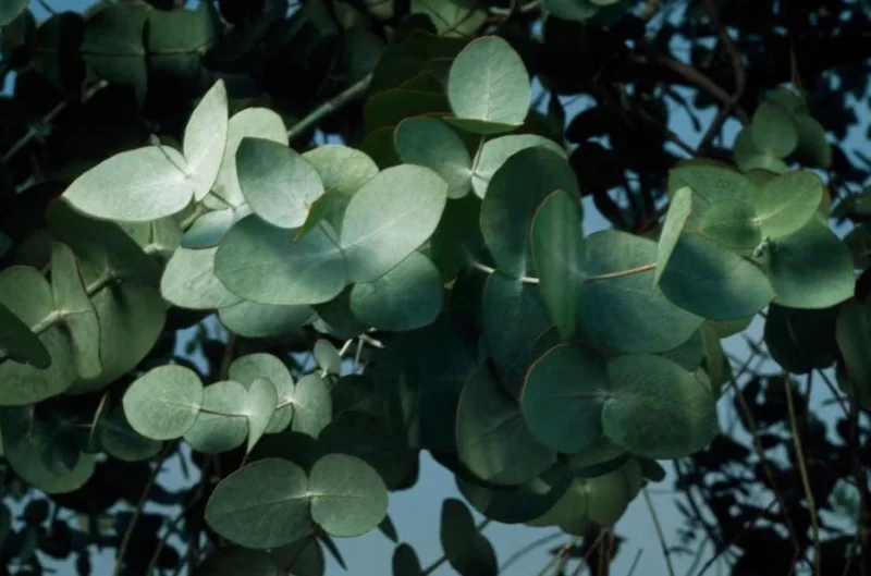 Silver Dollar Eucalyptus Live Plant – 5 Inch Pot – Aromatic Foliage Tree – Outdoor Silver Dollar Eucalyptus Live Plant – 5 Inch Pot – Aromatic Foliage Tree – Outdoor - Image 3