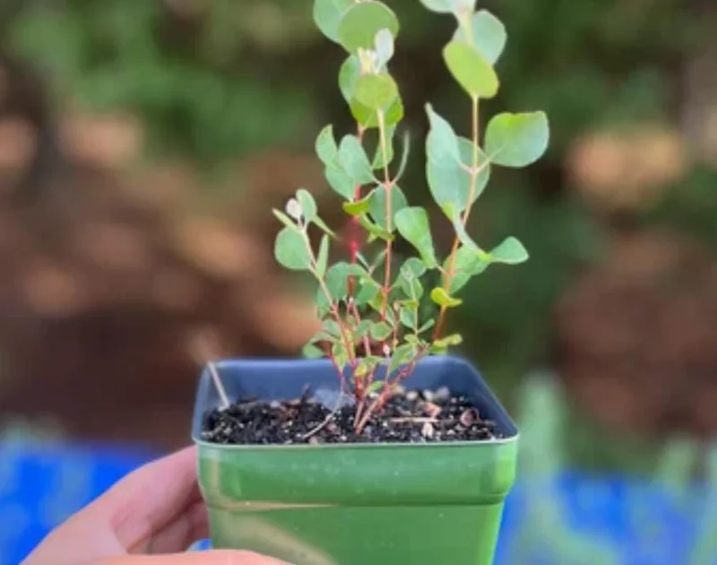 Silver Dollar Eucalyptus Live Plant – 5 Inch Pot – Aromatic Foliage – Outdoor Silver Dollar Eucalyptus Live Plant – 5 Inch Pot – Aromatic Foliage – Outdoor - Image 4