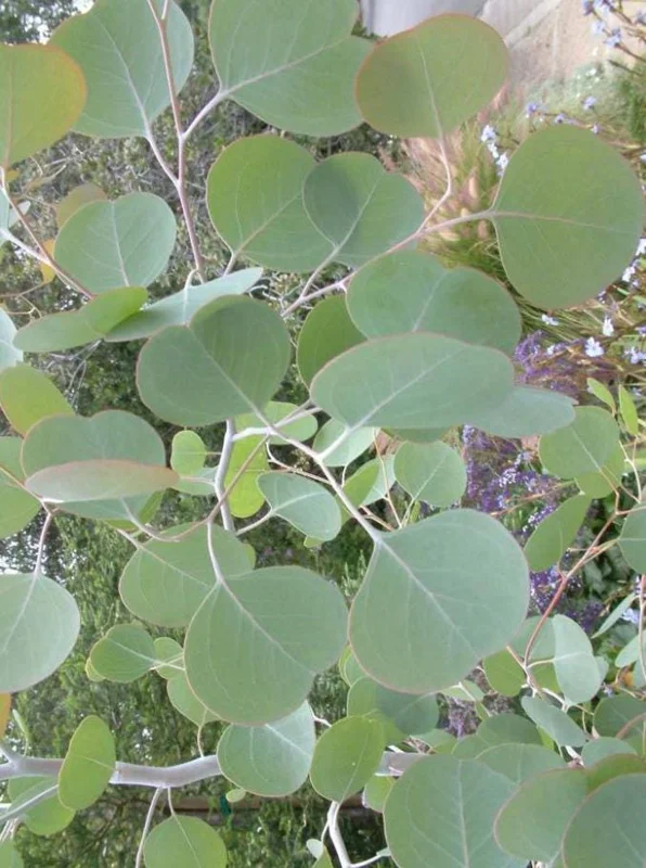 Silver Dollar Eucalyptus Live Plant – 5 Inch Pot – Aromatic Foliage Tree – Outdoor Silver Dollar Eucalyptus Live Plant – 5 Inch Pot – Aromatic Foliage Tree – Outdoor - Image 1
