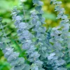 Silver Dollar Eucalyptus Live Plant, 6-8 Inch Tall, 5 Inch Pot, Indoor/Outdoor Silver Dollar Eucalyptus Live Plant, 6-8 Inch Tall, 5 Inch Pot, Indoor/Outdoor - Image 1