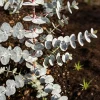 Silver Dollar Eucalyptus Seeds - 500 Pcs Ornamental Tree Seeds for Home Garden Decor - Image 1