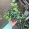 Silver Dollar Plant (Xerosicyos Danguyi) Live Plant – 4in Pot – String of Coins Succulent - Image 1