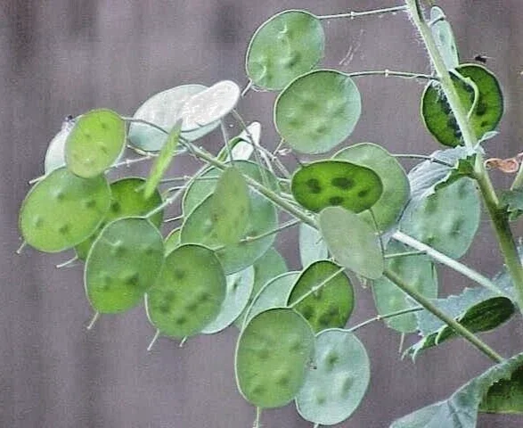 Silver Dollar Seeds Lunaria Annua - 50 Seed Pack, Purple Flowers, Biennial, Outdoor - Image 2
