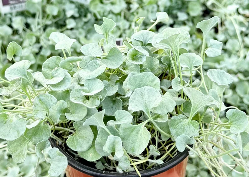 Silver Falls Dichondra Argentea Live Plant – 4 Inch Pot – Trailing Houseplant Silver Falls Dichondra Argentea Live Plant – 4 Inch Pot – Trailing Houseplant - Image 1