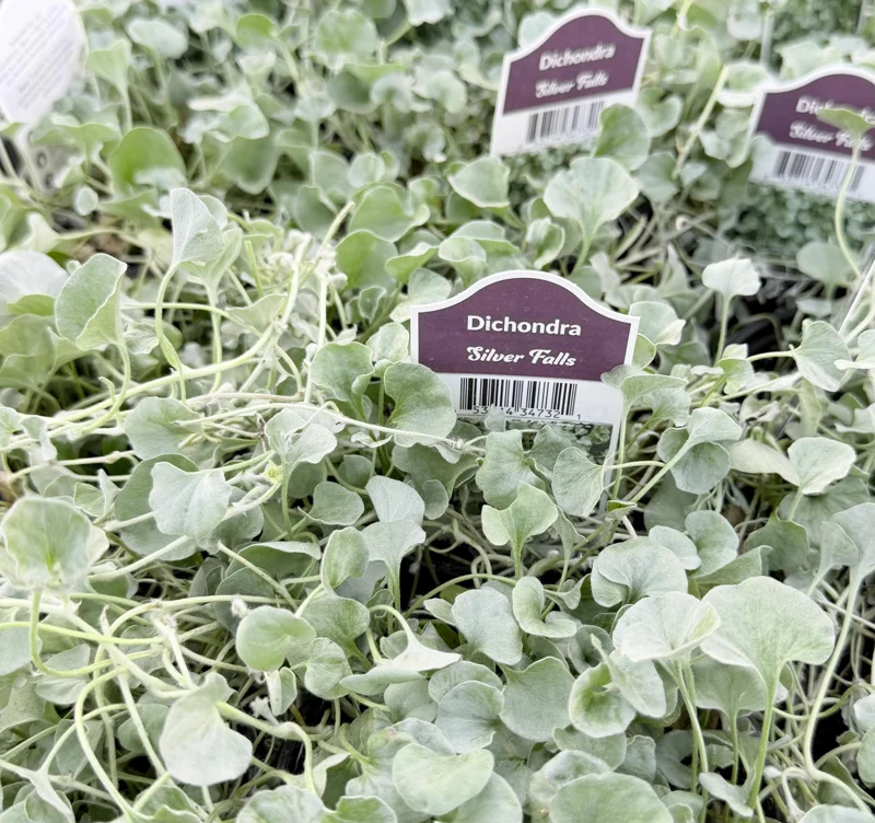 Silver Falls Dichondra Live Plant - Dichondra argentea, 4 Inch Pot, Trailing Silver Falls Dichondra Live Plant - Dichondra argentea, 4 Inch Pot, Trailing - Image 2