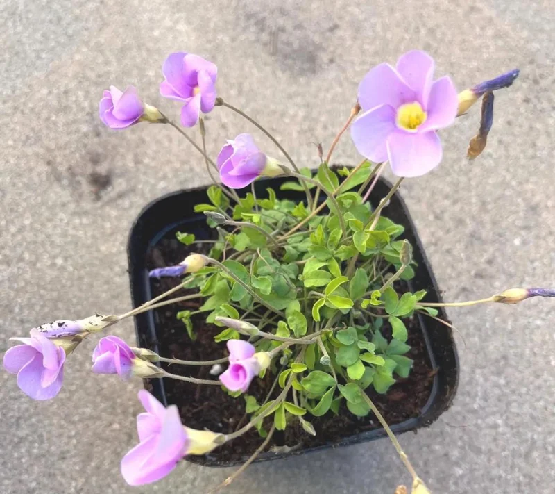 Sky Blue Oxalis Live Plant – Oxalis ciliaris Perennial – 4 Inch Pot Sky Blue Oxalis Live Plant – Oxalis ciliaris Perennial – 4 Inch Pot - Image 2