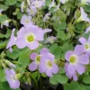 Sky Blue Oxalis Live Plant – Oxalis ciliaris Perennial – 4 Inch Pot Sky Blue Oxalis Live Plant – Oxalis ciliaris Perennial – 4 Inch Pot - Image 1