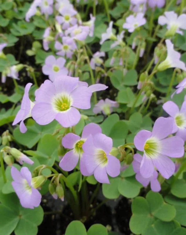 Sky Blue Oxalis Live Plant – Oxalis ciliaris Perennial – 4 Inch Pot Sky Blue Oxalis Live Plant – Oxalis ciliaris Perennial – 4 Inch Pot - Image 1