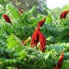 Smooth Sumac Live Plants Bare Root, Dormant 6-12 Inch Tall, Hardy Shrub - Image 1