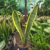 Snake Plant | Sansevieria Yellow Snake Plant | Air Purifying plant 4in pot - Image 1