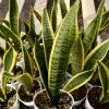 Snake Plant Sansevieria Laurentii - Live House Plant in 4 Inch Pot - Image 1