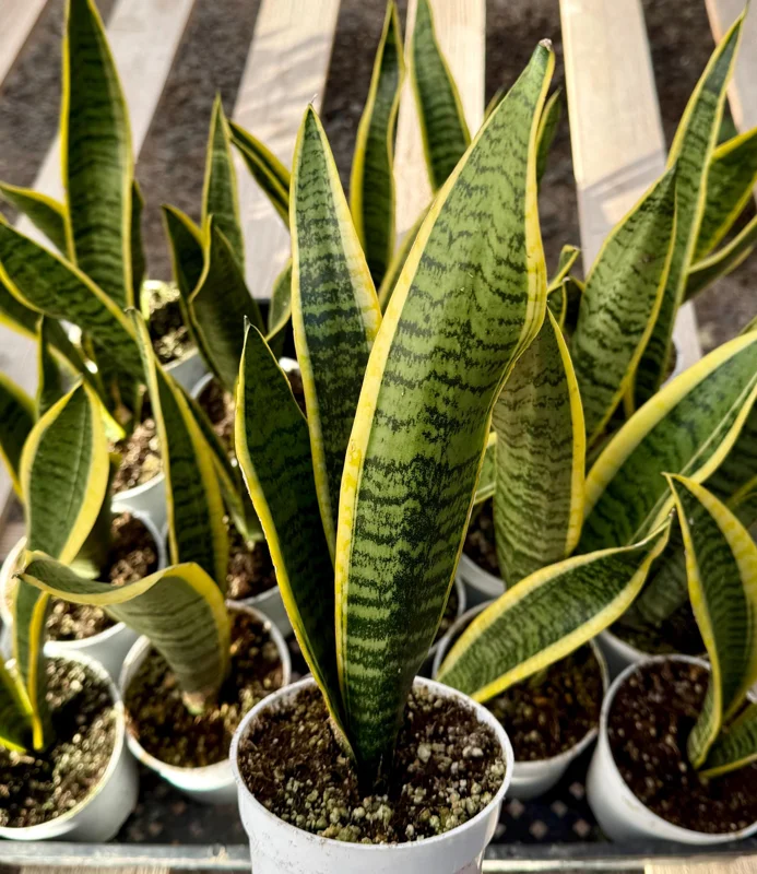 Snake Plant Sansevieria Laurentii - Live House Plant in 4 Inch Pot Snake Plant Sansevieria Laurentii - Live House Plant in 4 Inch Pot - Image 1
