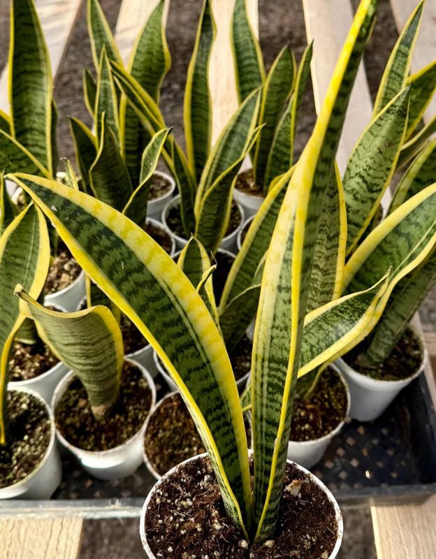 Snake Plant Sansevieria Laurentii - Live House Plant in 4 Inch Pot Snake Plant Sansevieria Laurentii - Live House Plant in 4 Inch Pot - Image 2
