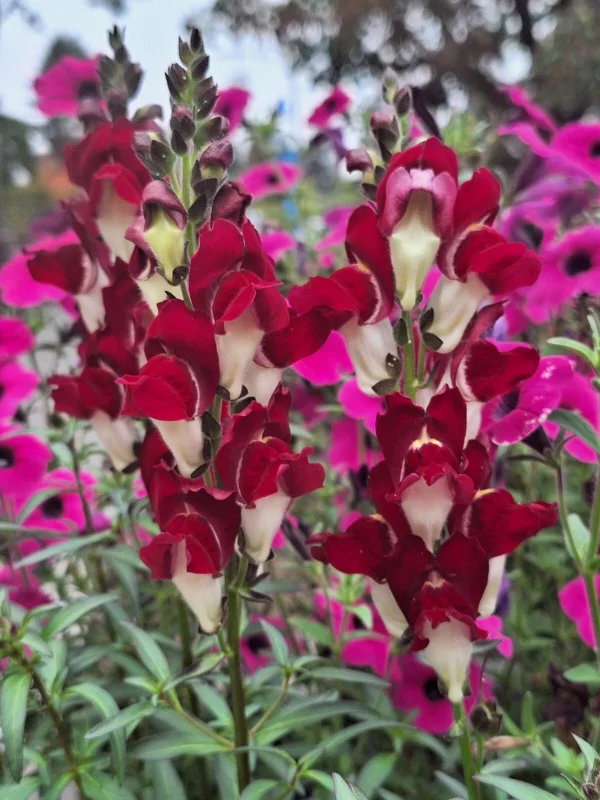 Snapdragon Night and Day Seeds - 200 Count Deep Red with White Throat Flower Seeds - Image 2