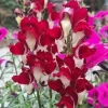 Snapdragon Night and Day Seeds - 200 Count Deep Red with White Throat Flower Seeds - Image 1
