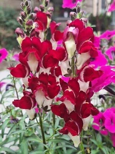 Snapdragon Night and Day Seeds - 200 Count Deep Red with White Throat Flower Seeds - Image 1