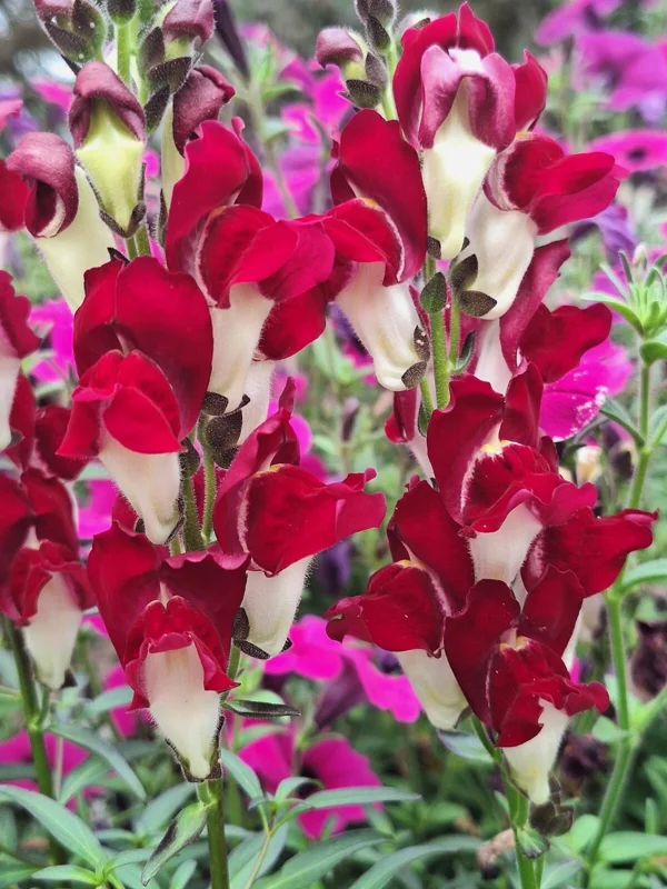 Snapdragon Night and Day Seeds - 203 Deep Red & White Flower Seeds, Perennial Outdoor - Image 2