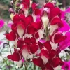 Snapdragon Night and Day Seeds - 203 Deep Red & White Flower Seeds, Perennial Outdoor - Image 1