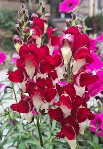 Snapdragon Night and Day Seeds - 203 Deep Red & White Flower Seeds, Perennial Outdoor - Image 1