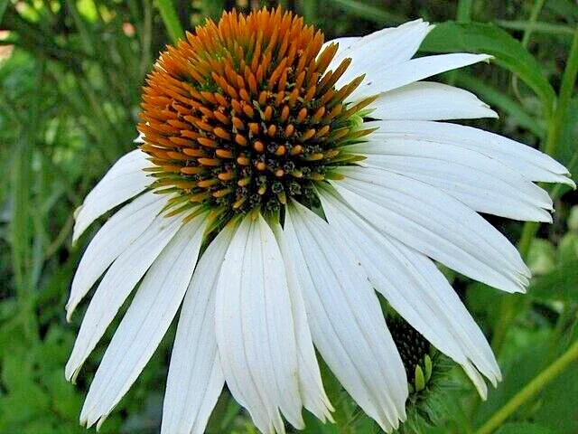 Snow White Echinacea Seeds - 100 Coneflower Seeds, Large Daisy-Like Flowers, Perennial, Outdoor - Image 2
