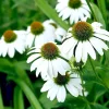 Snow White Echinacea Seeds - 100 Coneflower Seeds, Large Daisy-Like Flowers, Perennial, Outdoor - Image 1